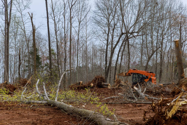  Fox Lake, IL Tree Services Pros